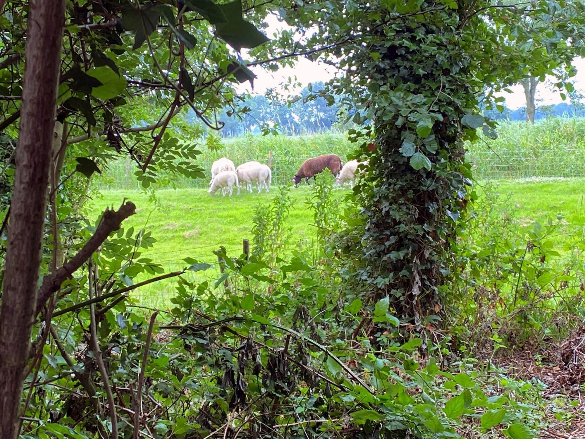 Vakantiehuisje in rustige en groene omgeving Nieuwe-Niedorp Buitenkant foto
